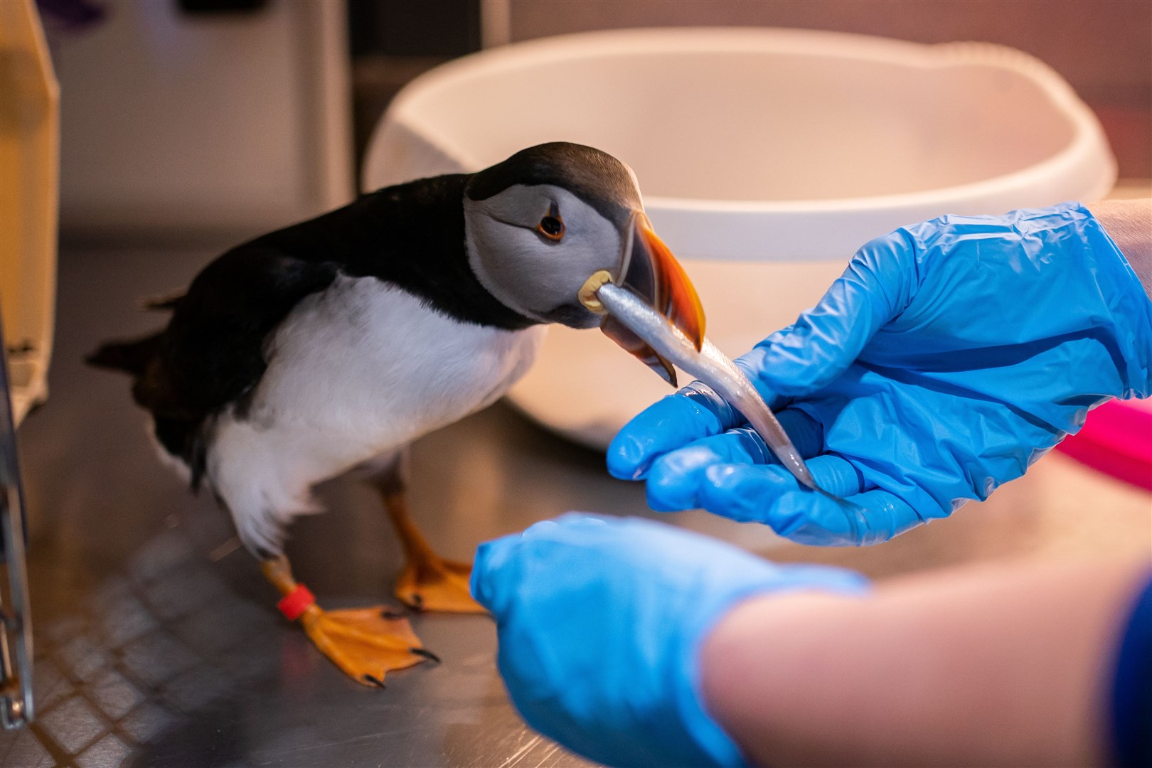 A rescued puffin is fed in the Sea Life Trust Puffin Rescue Centre (Aaron Chown/PA)