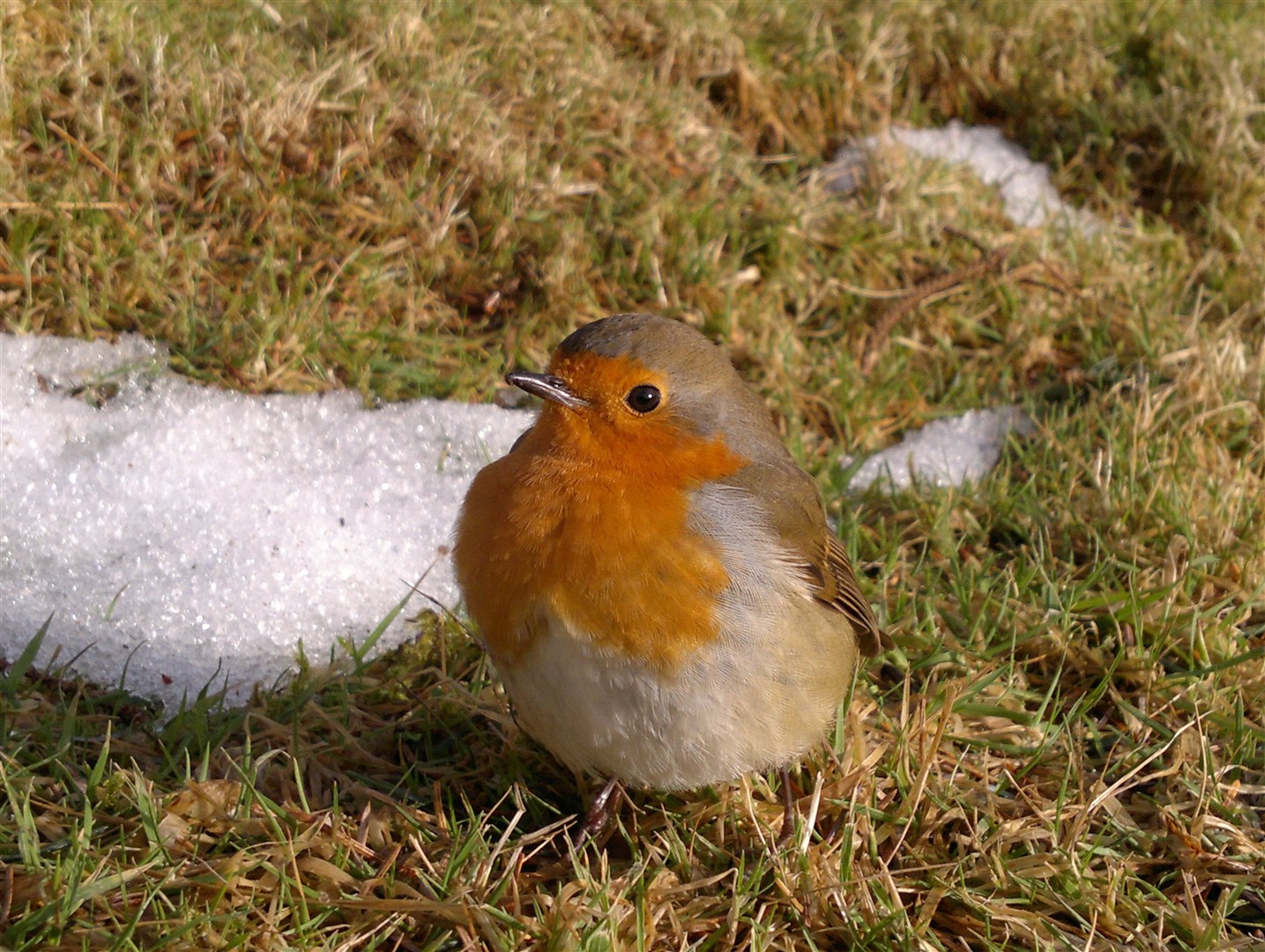 Robin. Picture: Jenny Grant