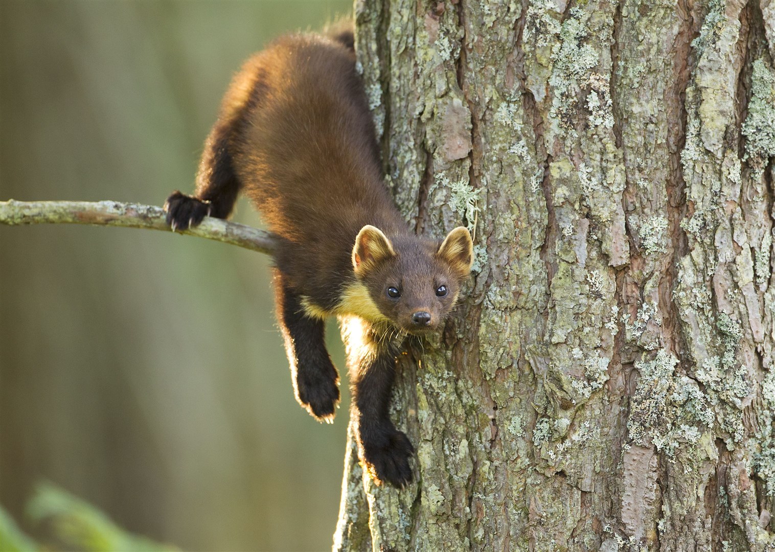 There have been claims that without proper predator control of species such as protected pine martens, capercaillie numbers will never recover.