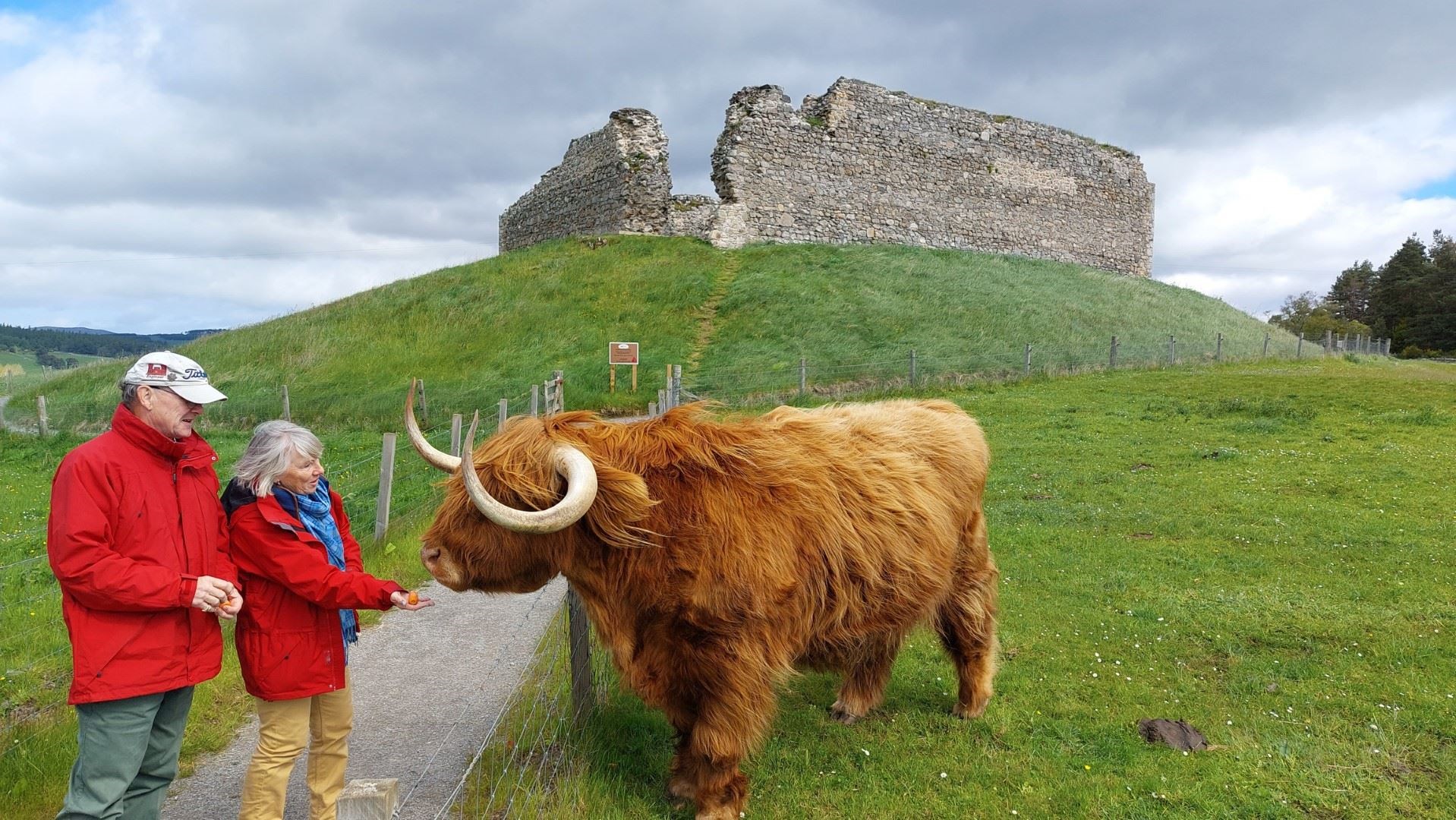HAPPY BULL’S DAY: Murdo has become a firm fixture beside the castle.