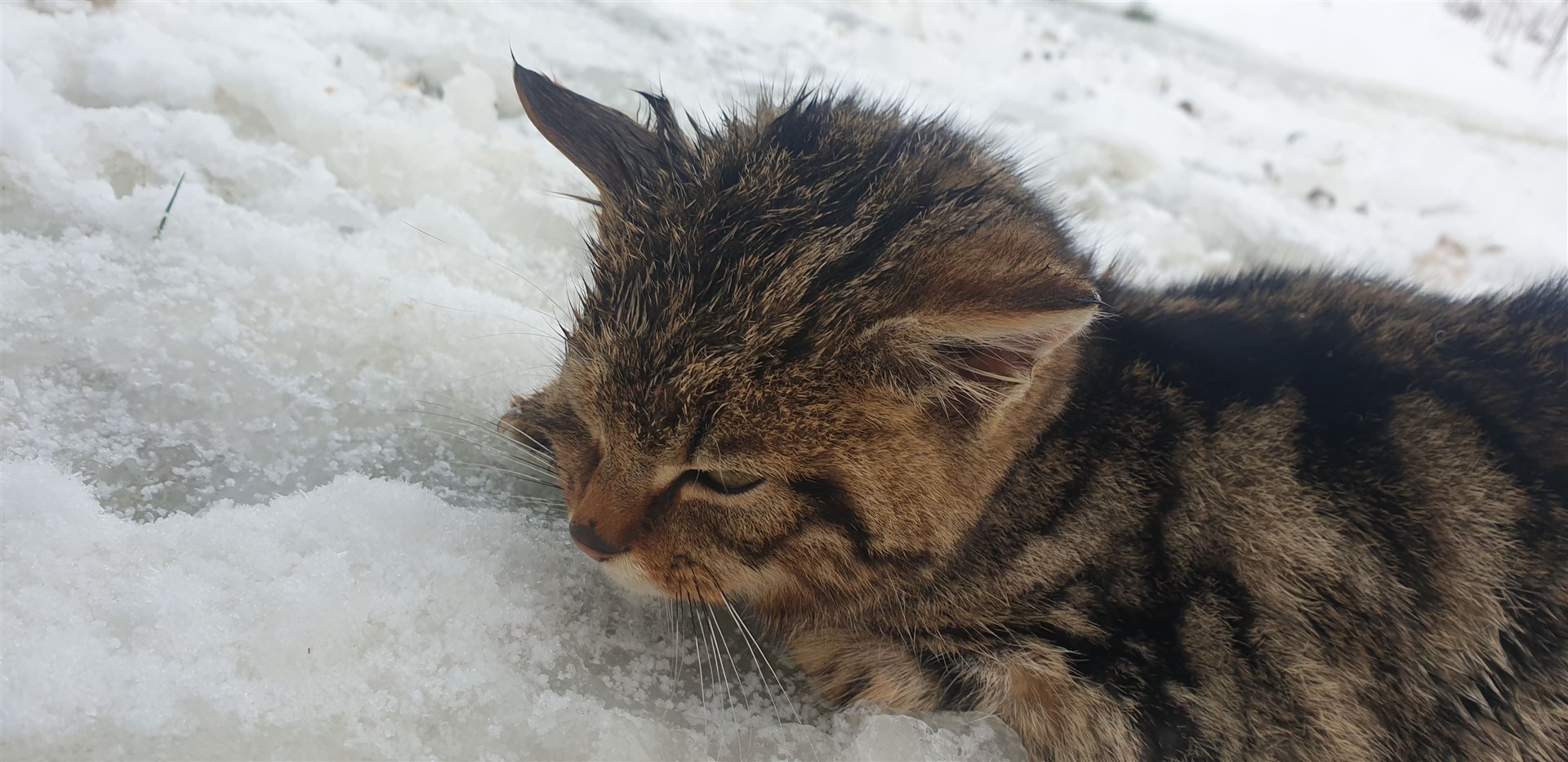 The kitten has been called Huntleigh in honour of the spot where it was found.