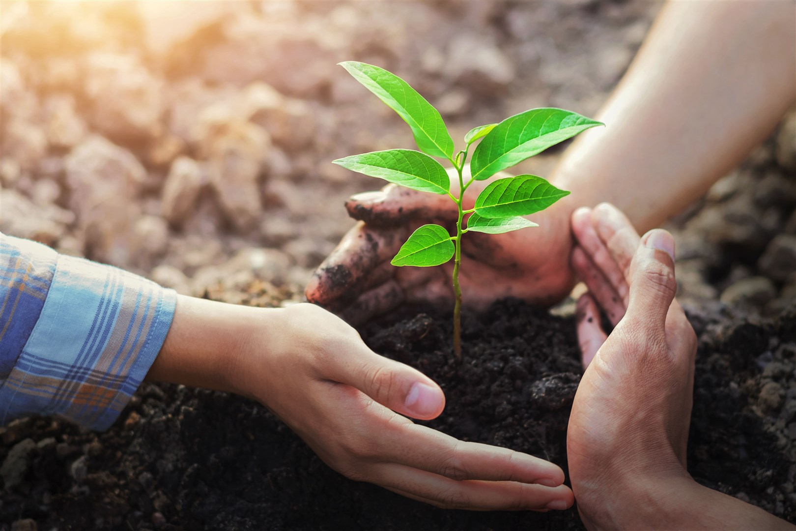 Office Angels has planted a tree for every employee and every customer.