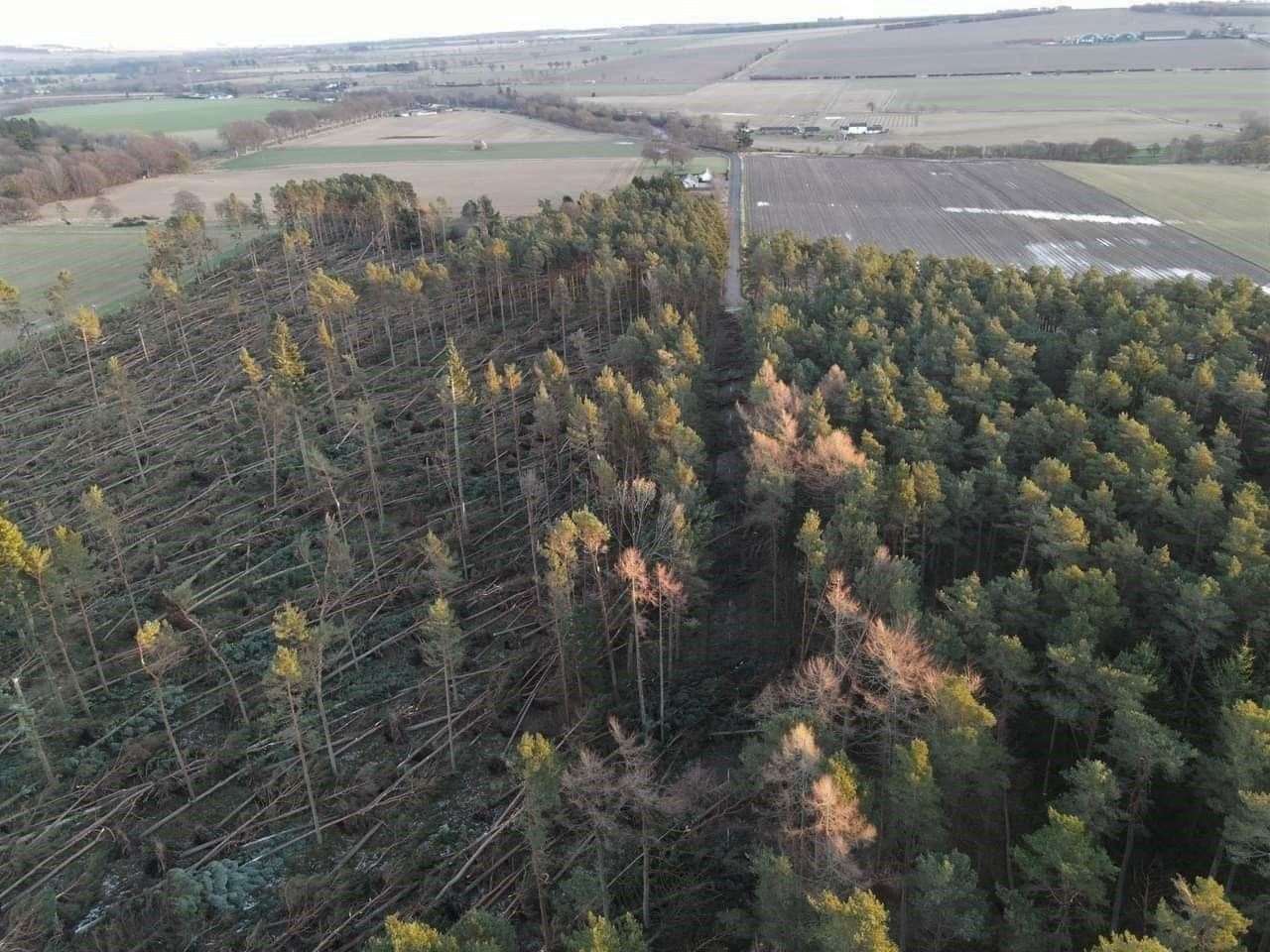 Storm Arwen Aberdeenshire (credit Forestry and Land Scotland)
