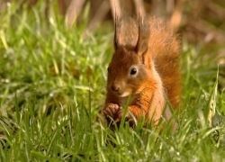 Red squirrel has an unlikely ally in its fight for survival in the UK.