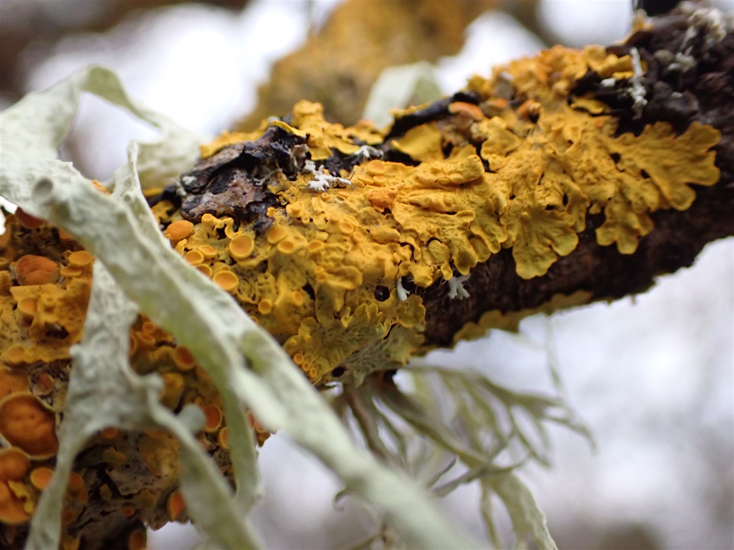 Close-up of lichen on a tree alongside the Spey.