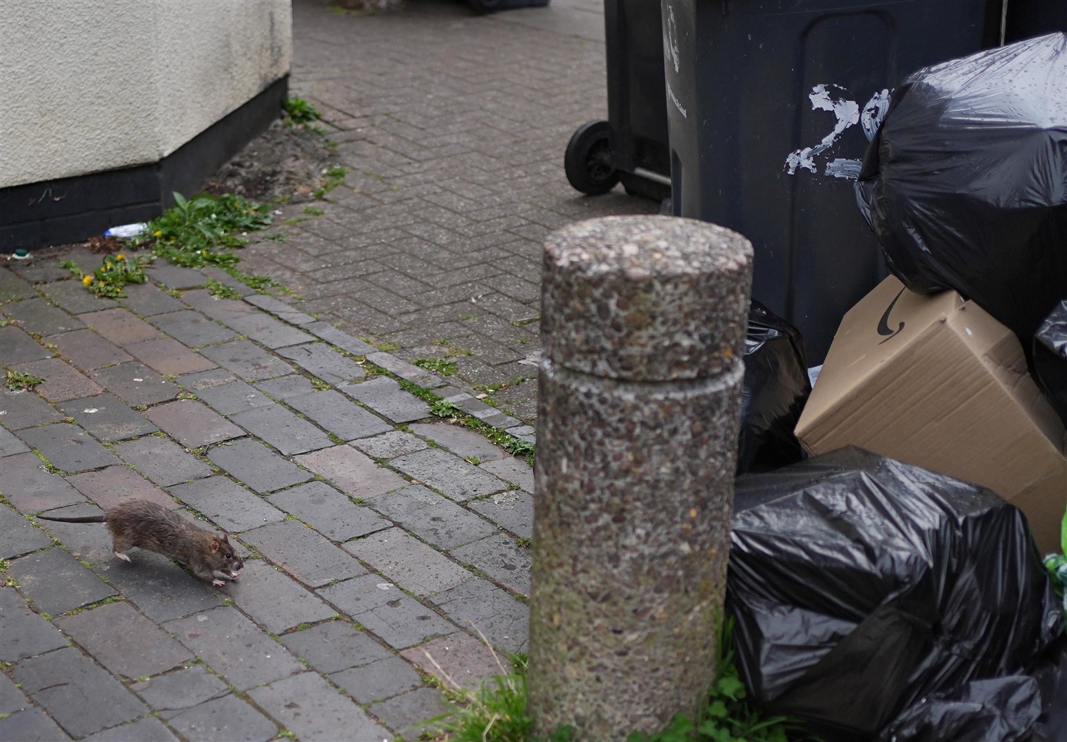 The rodents have been seen around Birmingham since the strike began (Jacob King/PA)