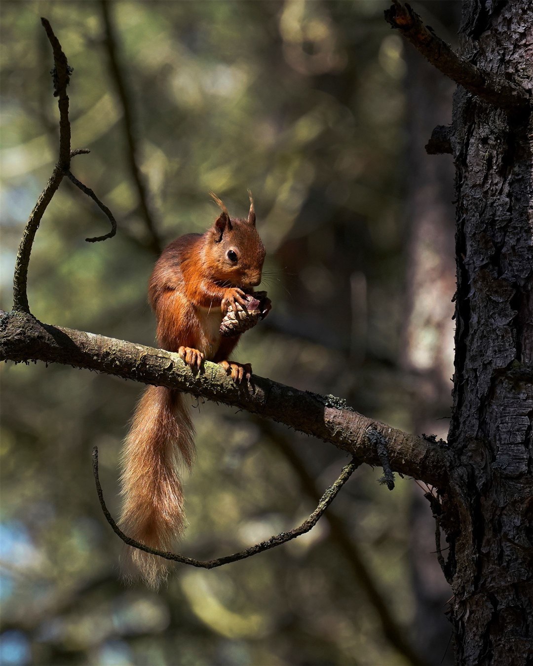 A new project will help map red squirrels. Picture by: Chris Aldridge.