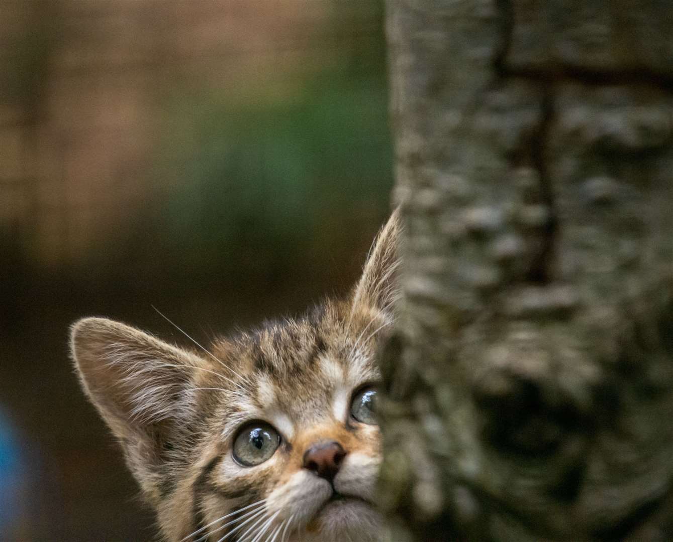Wildcat kitten at the Highland Wildlife Park.