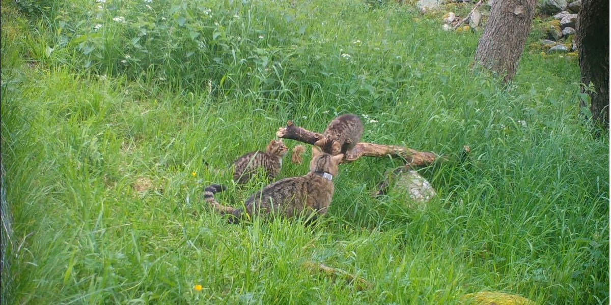 The kittens playing with mum at an undisclosed location in the strath. Picture: Saving Wildcats partnership.