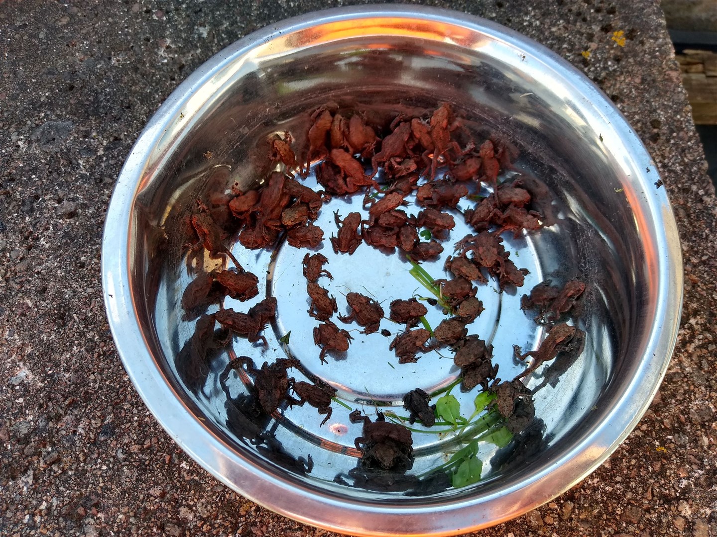 Toads in the bowl: a rescue mission before mowing the lawn.