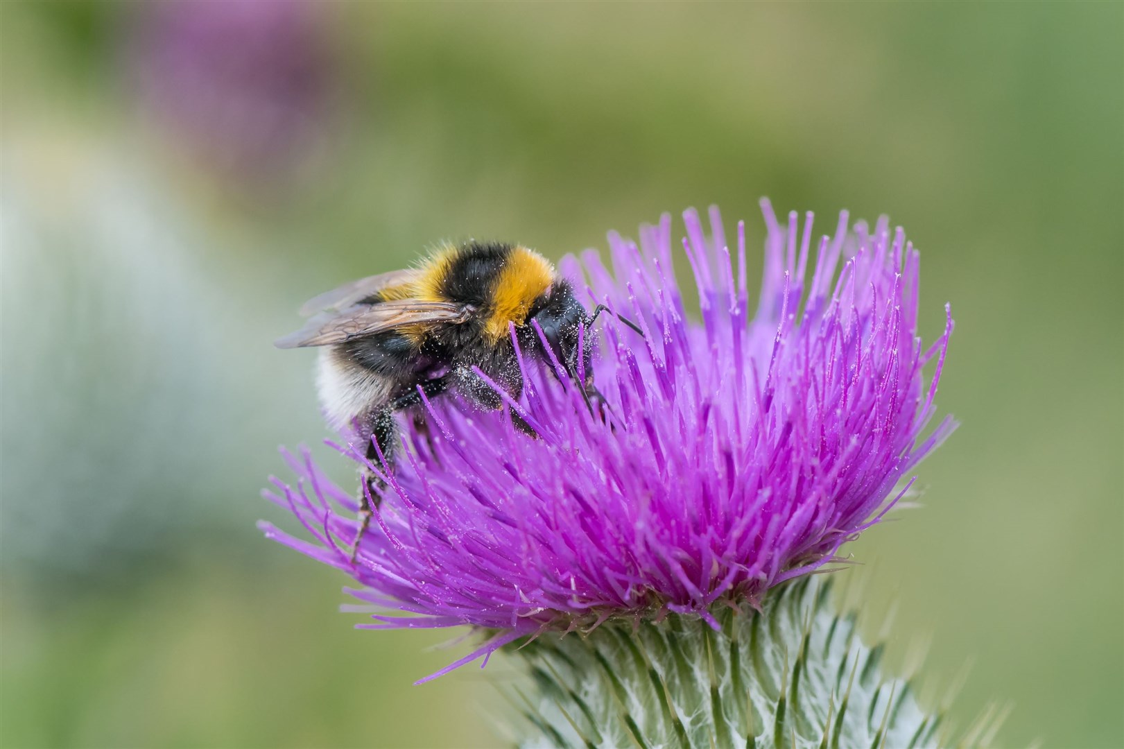 Garden bumblebee. Photo: Pieter Haringsma