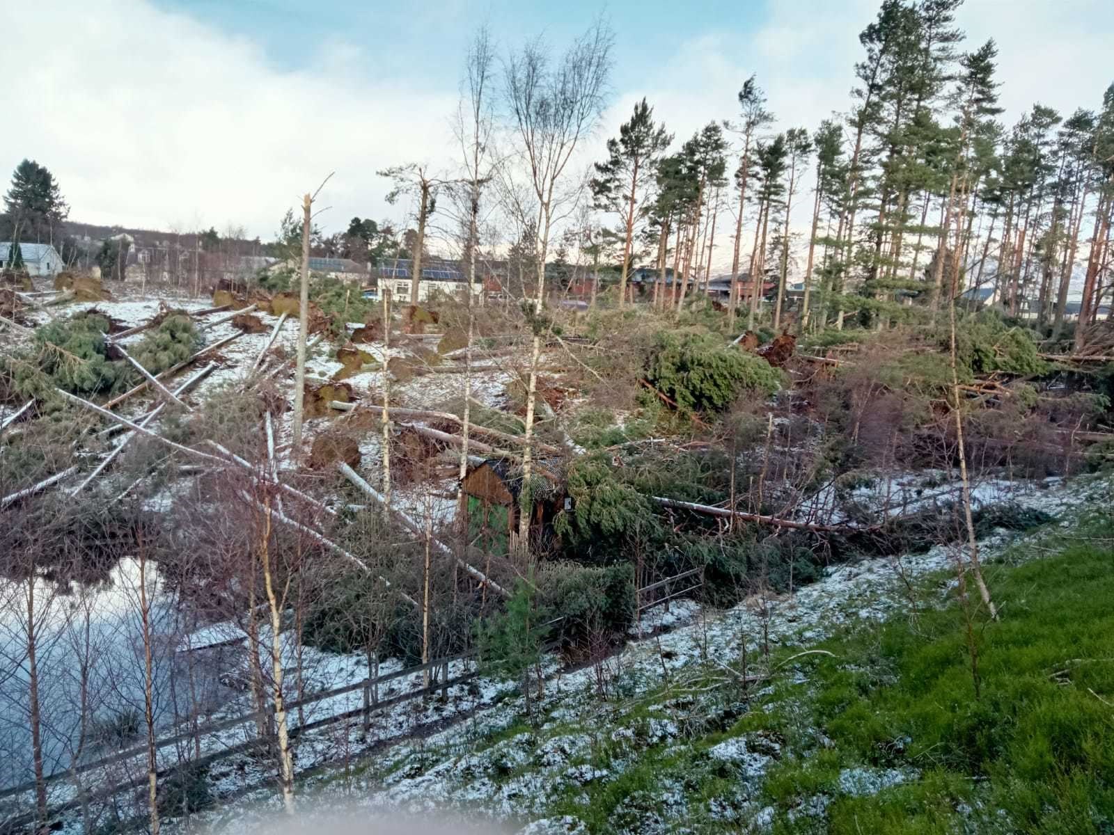 Some of the storm damage caused to the old pines at the Highland Folk Museum in Newtonmore. Picture: HFM