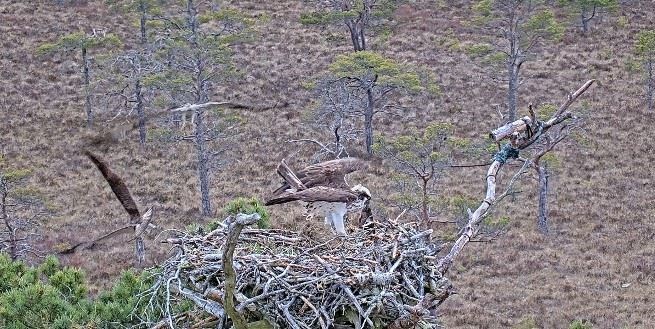 THAT'S MY DINNER! Meanwhile, the lady of the nest has to move fast to capture the fish before it slides out of the nest. She just catches it in time, as Brodie (top) sees off the intruder (left).