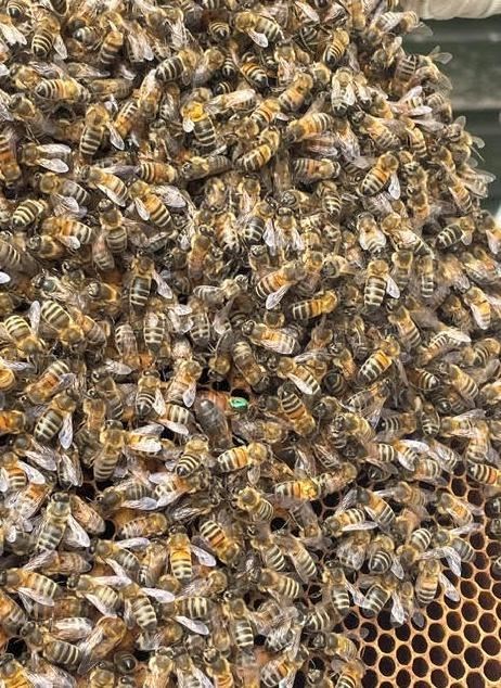STRENGTH IN NUMBERS: One of the combs exposed at Sunday's starter course seen in close up.