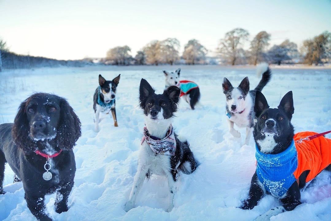 Reader Tsara Cole took these photos of dogs in the Highlands.