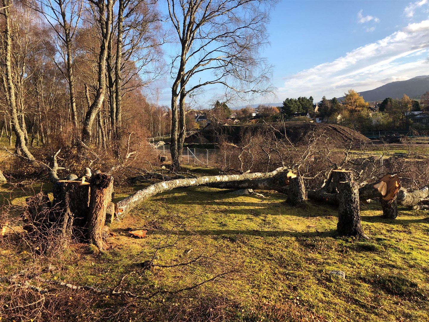 Locals have been upset by he removal of trees by the Pony Field