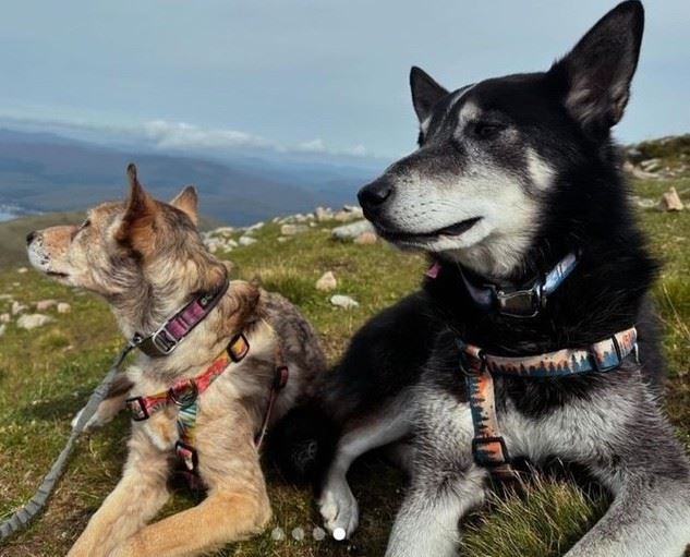 Emilie's dogs Roo (right) and Carver.