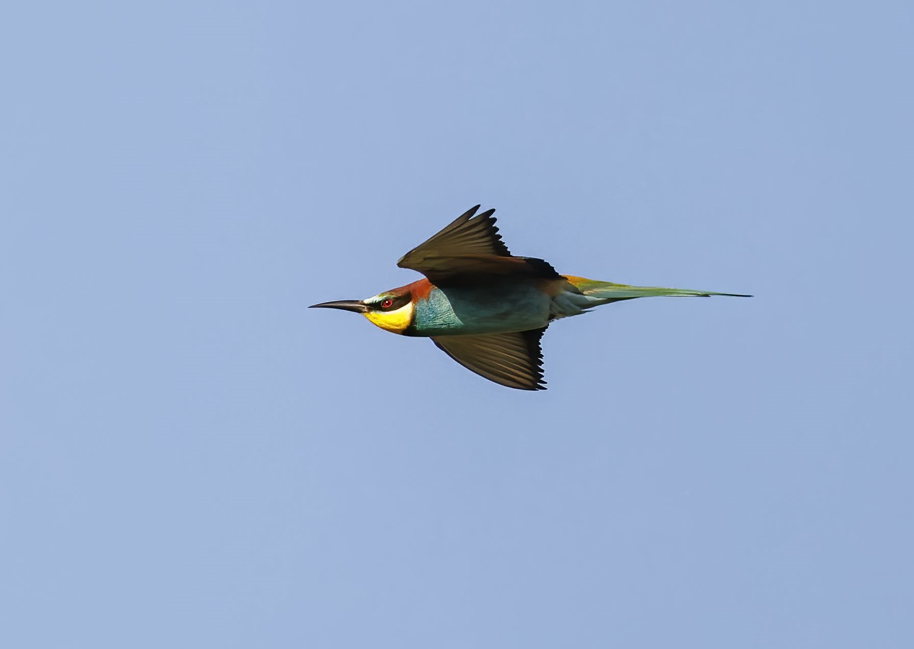 A bee-eater in flight (Mike Edgecombe/PA)