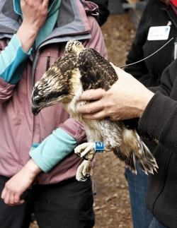 Bynack when he was ringed at the RSPB reserve