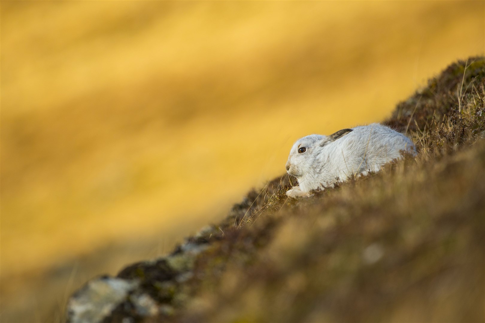 Mountain hare Lepus timidus, adult in winter coat resting on mountain slope, Findhorn Valley, Scotland, February