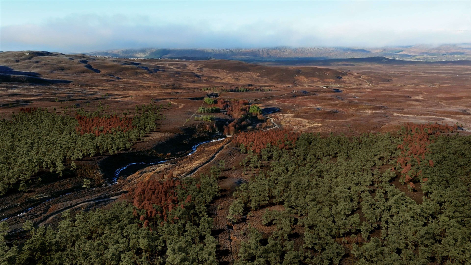 Far Ralia: CGI trees