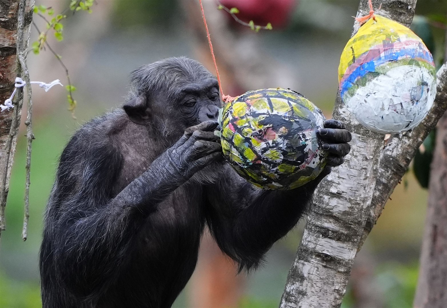 Peter the chimpanzee found several eggs (Andrew Milligan/PA