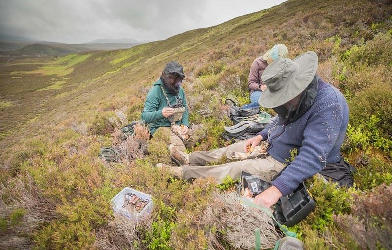 MEN AT WORK: Tagging hen harrier chicks (WildLand Ltd)