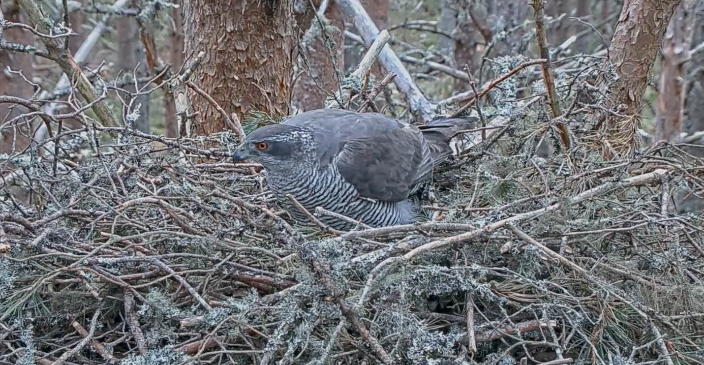 A nesting goshawk. (Library photo courtesy of RSPB Scotland)