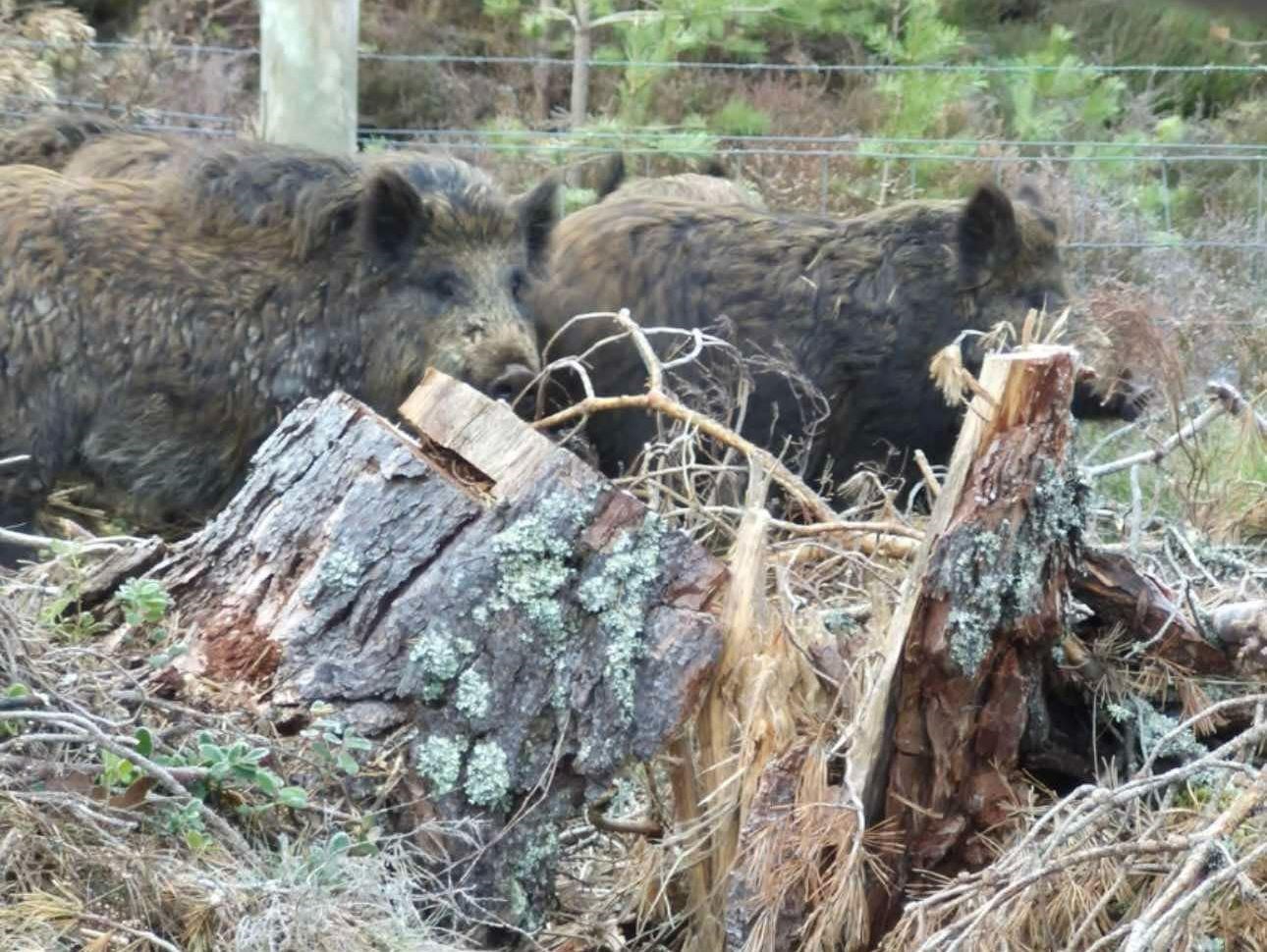 Some of the wild boar had been culled but there are still others on loose after what is thought to be latest incident of guerilla re-wilding.