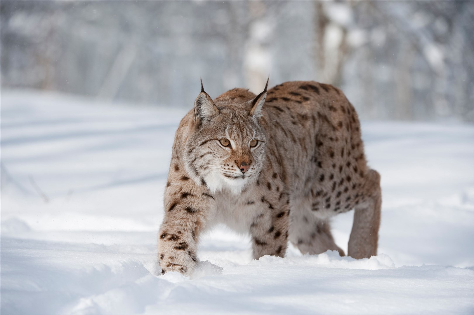 MAJESTIC: European Lynx (Lynx lynx) female walking through deep snow in Norway. Picture: SCOTLAND: The Big Picture.