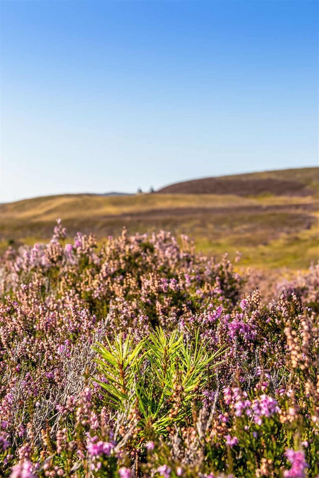 Heather-clad hills will see native trees restored to them at Muckrach