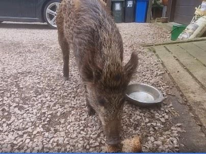 CAIRNGORMS NATIONAL PORK: The national park are advising locals to report any sightings to the police. Pictures: Dominic Satny.
