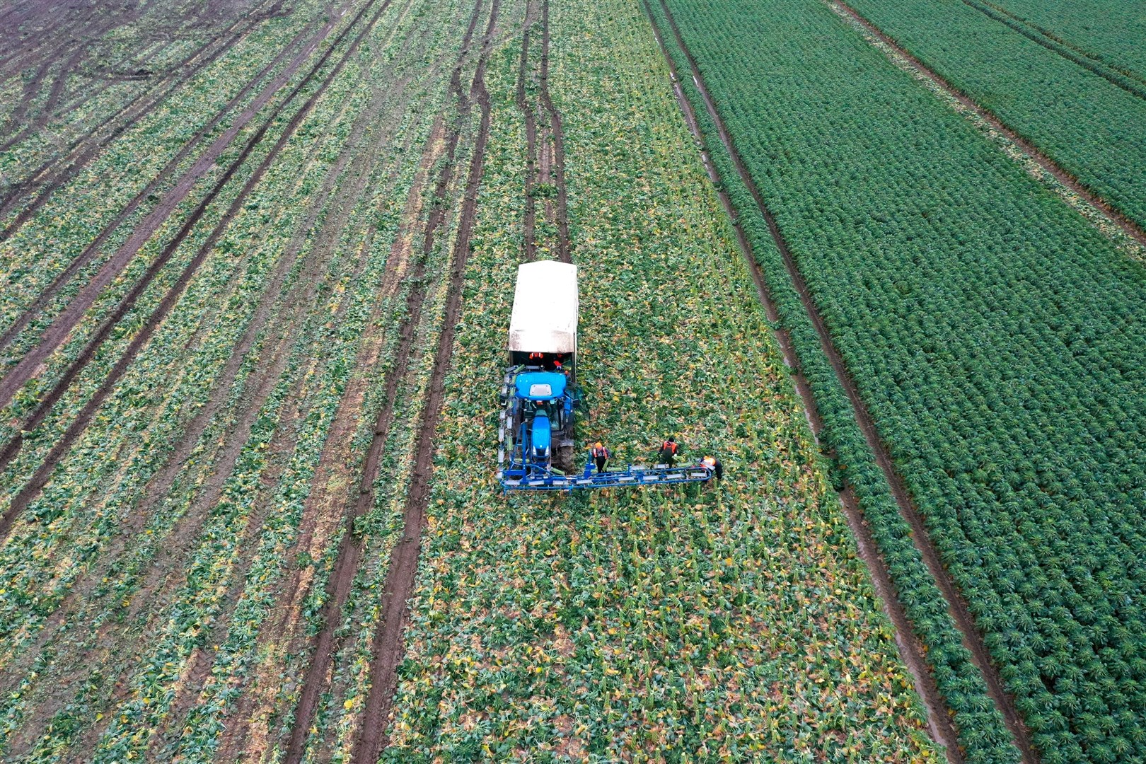 Brussels sprouts are harvested at TH Clements (Joe Giddens/PA)