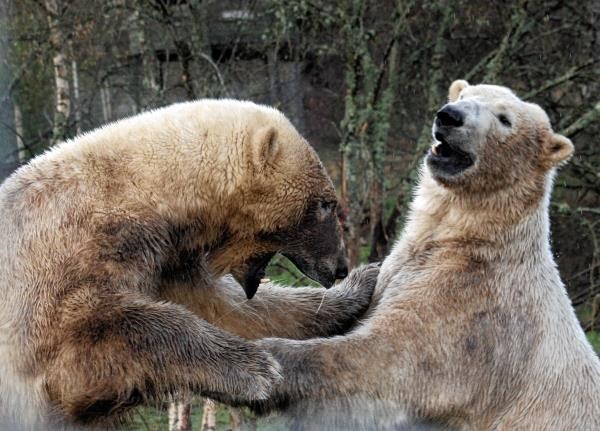 Resident male bears Arktos and Walker