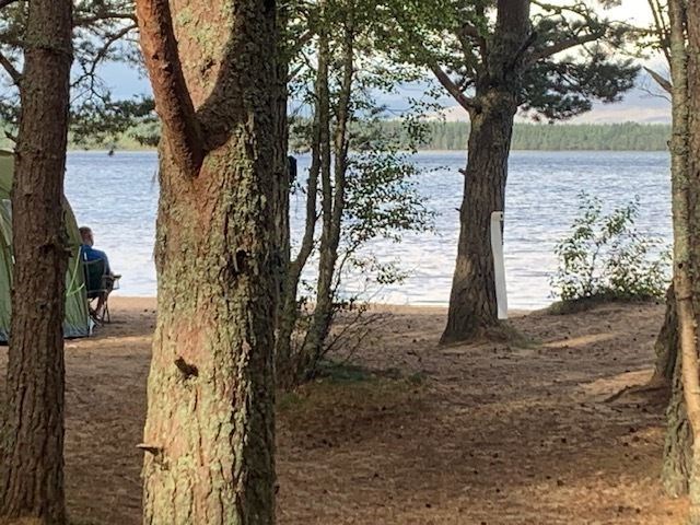 Loo paper hanging up on a tree by Loch Morlich beach.