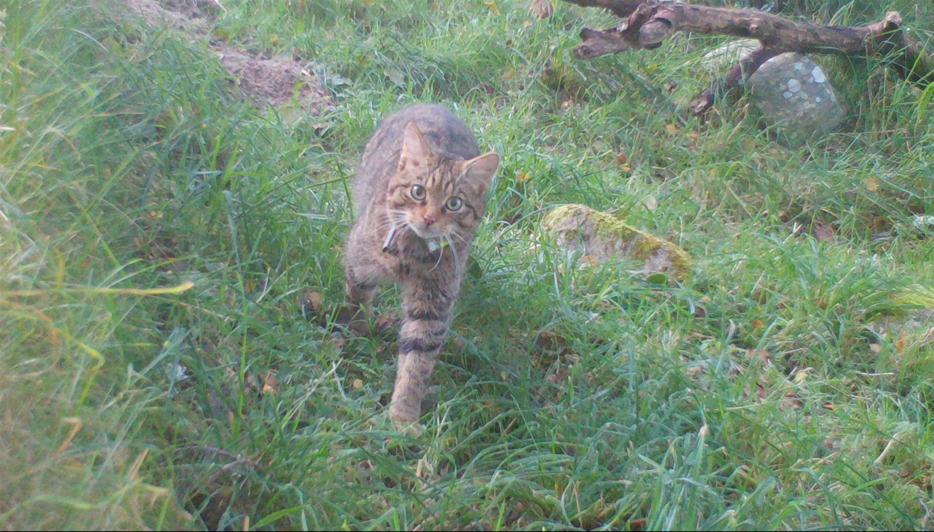 One of the Scottish Wildcats released last year into the strath has now given birth to two kits. Pictures and video: Saving Wildcats partnership.