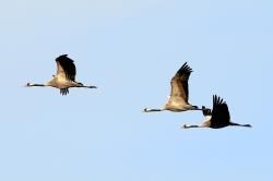 Three Common Cranes in flight (Nick Upton)