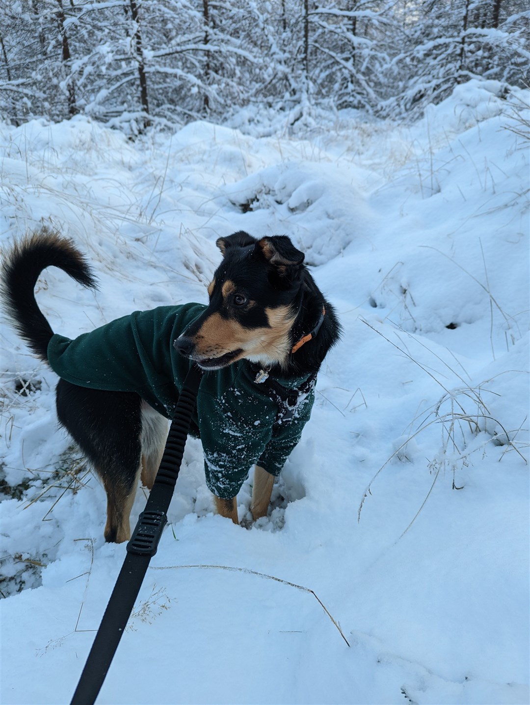Gemma Philip took this photo of Trig enjoying snow at Daviot woods.