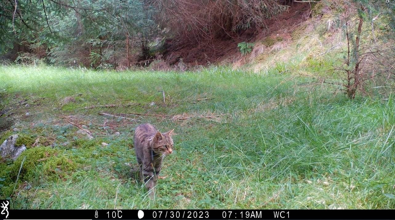The animals are being tracked through their GPS collars (Saving Wildcats/PA(