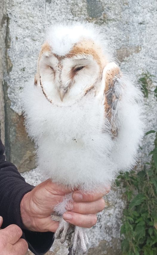 Barn owl chick.