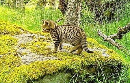 Wildcat Kitten, Wildcat, Scottish Wildcat