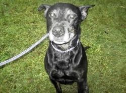 Lennox the Staffie, who needs a home