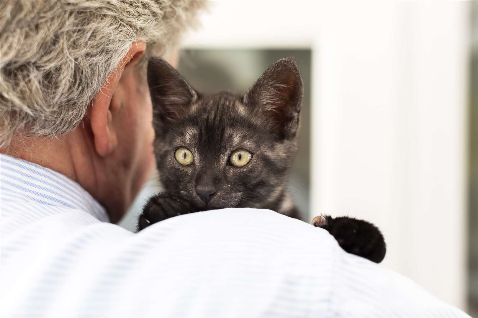 Nearly one in four households has a cat (Cats Protection)