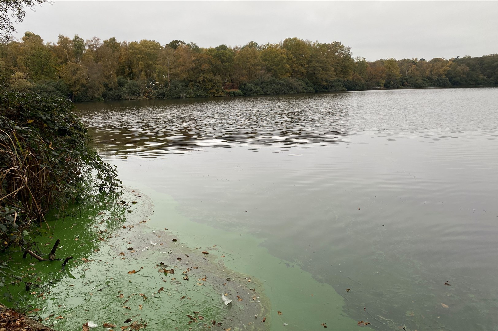 Blue-green algae at the edge of a loch.