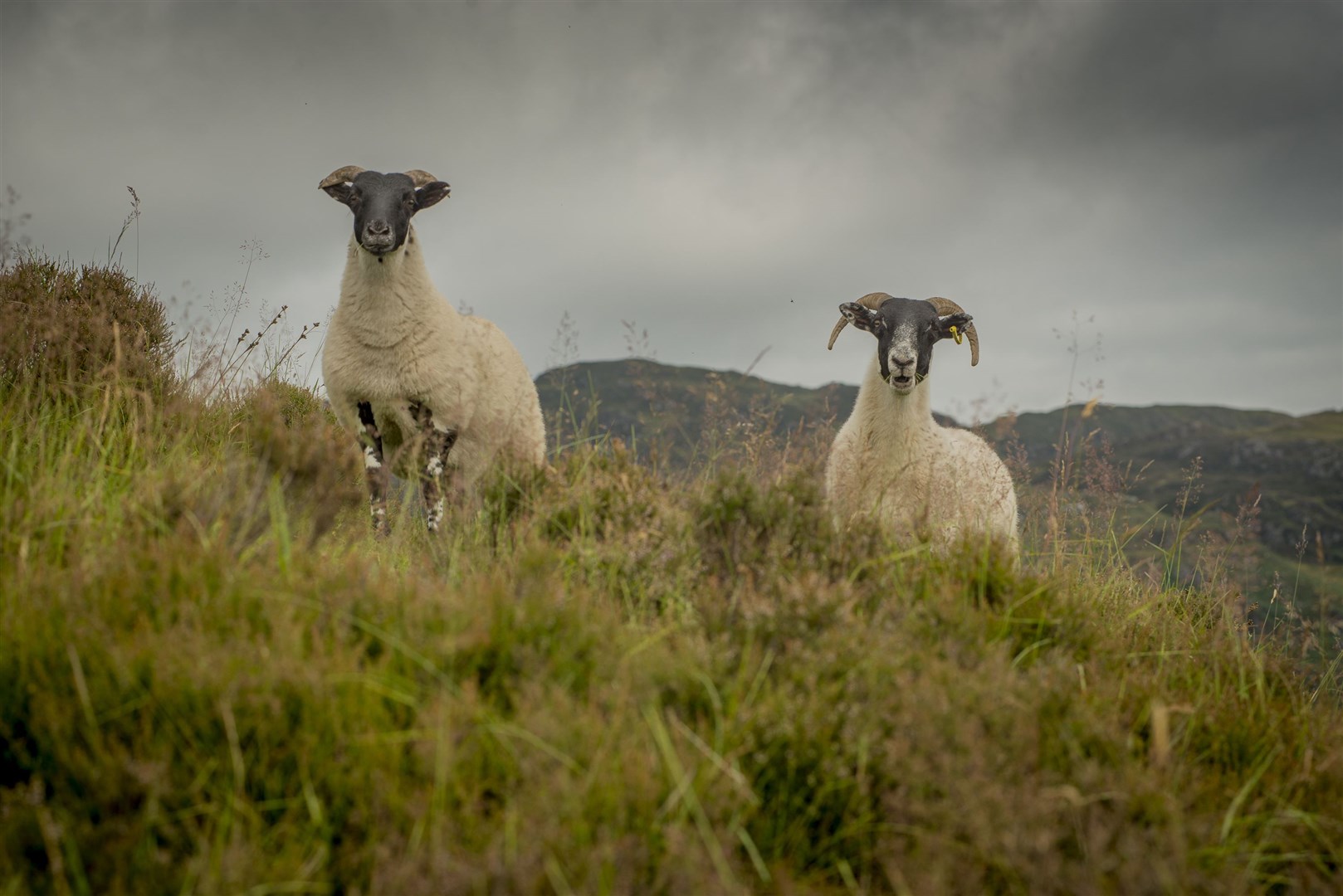 Sheep and other herbivores play a crucial role in reducing wildfire risk. Picture: Ian R Fleming/NFUS.