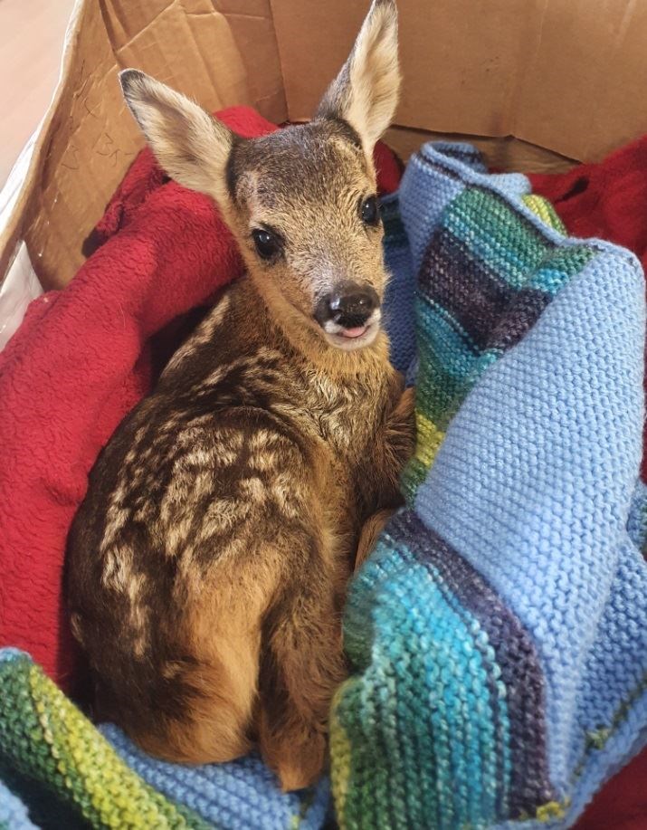 Rescued...or abducted?