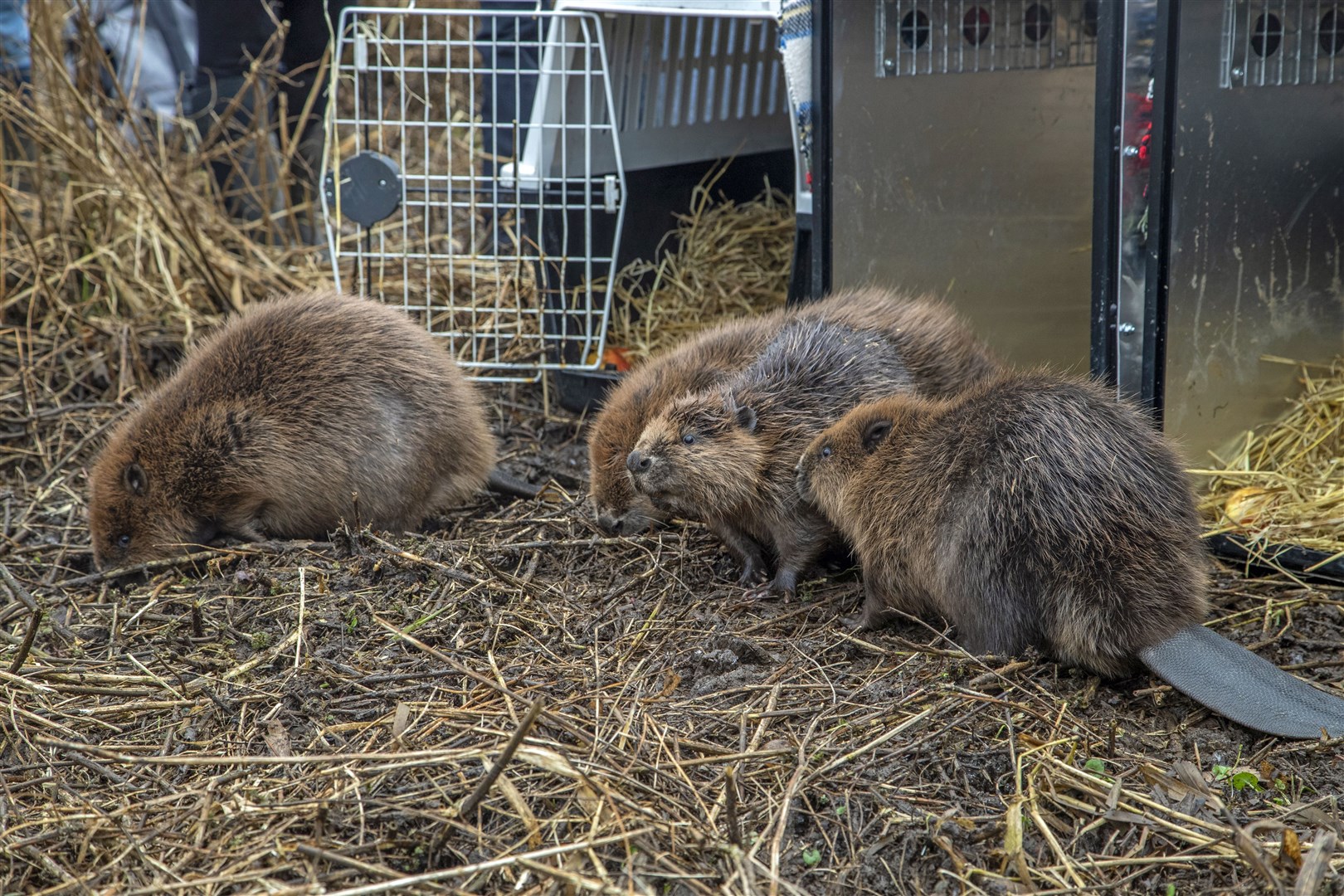 The beaver kits were released after their journey last month (Joshua Glavin/The Beaver Trust/PA)