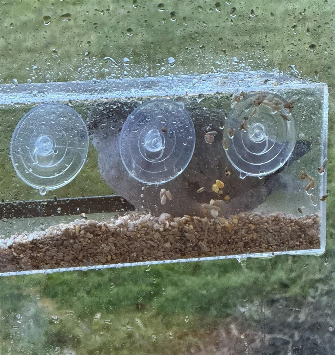 ANY PORT IN A STORM: A resourceful dove took shelter from Storm Eowyn on Friday by finding its way into this bird feeder in a Kingussie garden. Picture: Kim Cameron