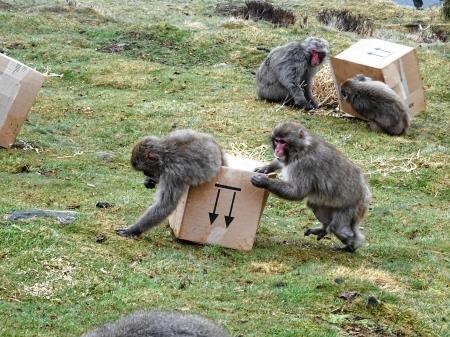 Some horse play, sorry, monkey play