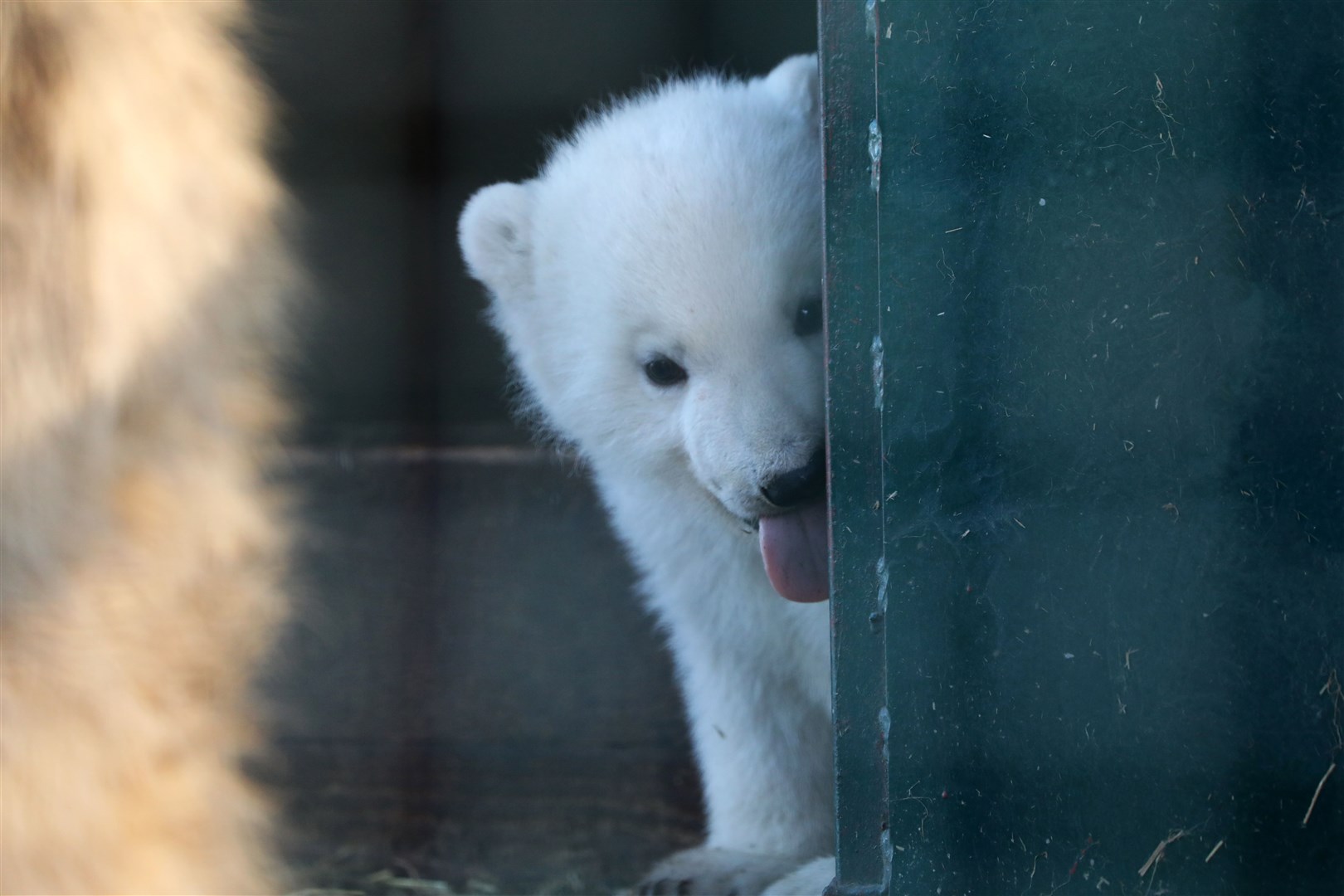 Peekaboo... I see you. All pictures: RZSS.